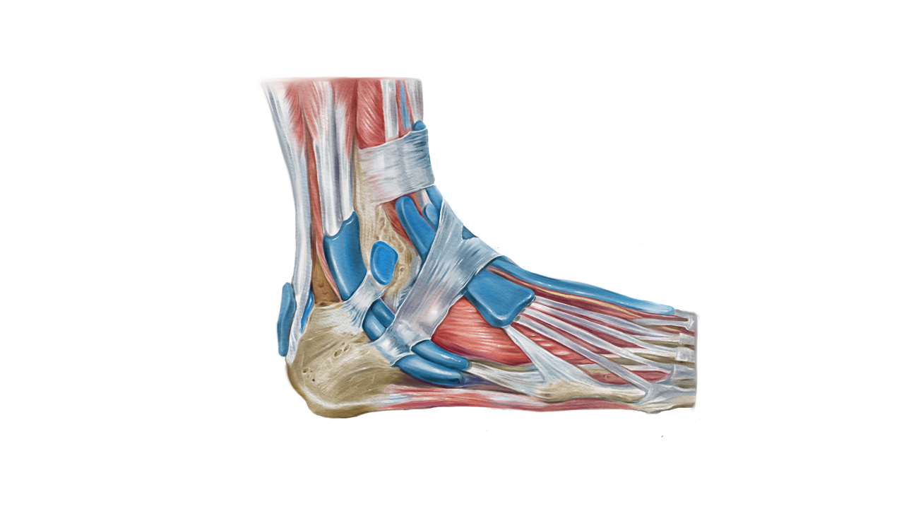 발에서 올라오는 통증! (아킬레스 건염)