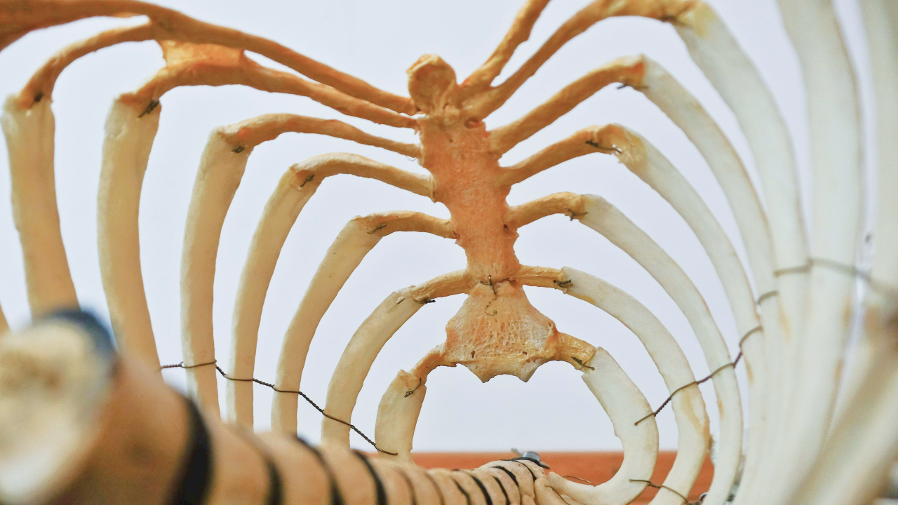 골프 갈비뼈 통증, 무슨 관계가?